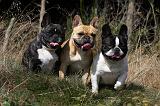 BOULEDOGUE FRANCAIS 885